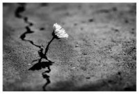 PELO CAMINHO MAIS LONGO